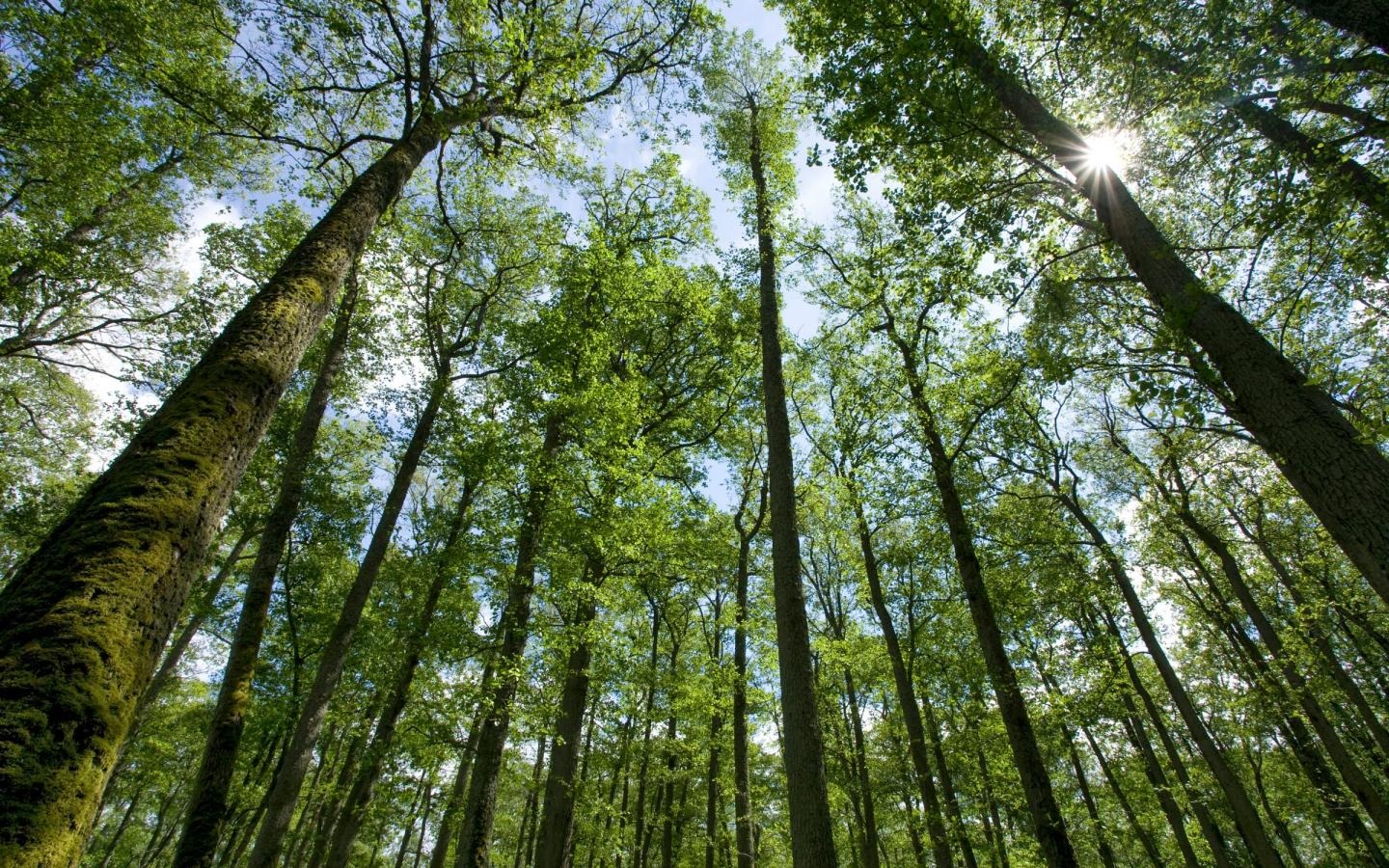 Forêt et Biodiversité
